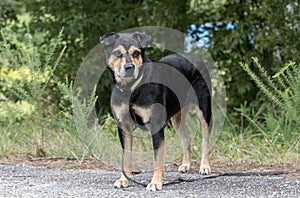 Rottweiler Shepherd mixed breed dog outside on leash