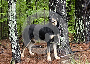 Rottweiler Shepherd mixed breed dog standing in trees on leash, pet rescue adoption photography