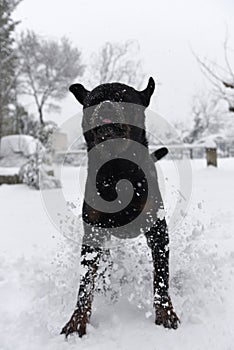 Rottweiler in snow