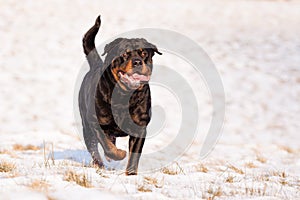 Rottweiler in snow