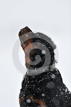 Rottweiler in a snowing wintertime