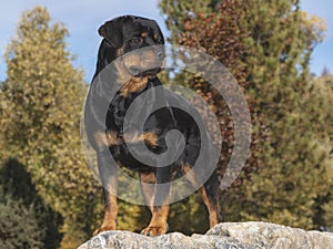 Rottweiler Standing Posed on a Marble Boulder