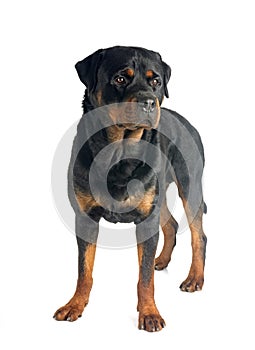 rottweiler in studio