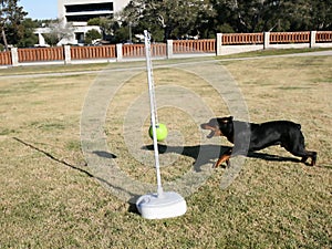 Rottweiler Tetherball