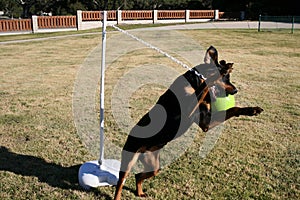 Rottweiler Tetherball