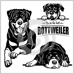 Rottweiler - vector set isolated illustration on white background