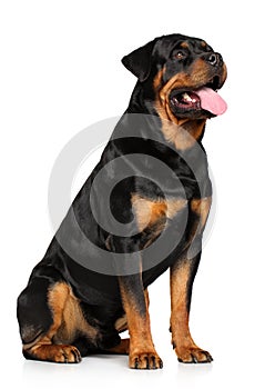 Rottweiler on a white background