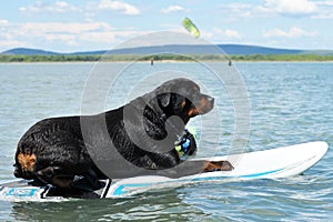 Rottweiler and windsurf photo