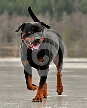 A Rottweiler that during the winter in Sweden runs on an ice-covered lake