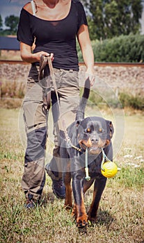 Rottweiler the workingdog