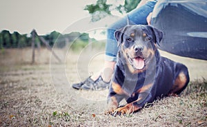 Rottweiler the workingdog