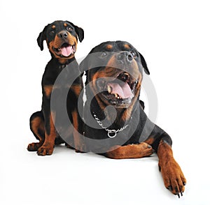 Rottweilers