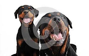 Rottweilers