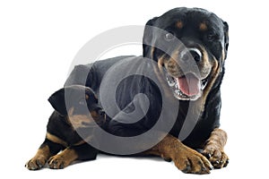 Rottweilers