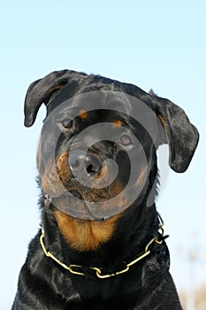 Rottweilers portrate