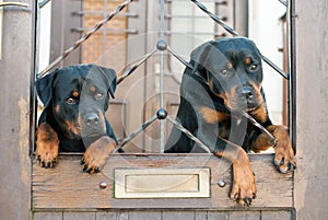 Rottweilers