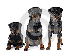 rottweilers in studio