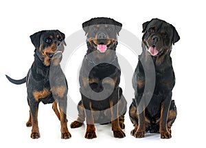 rottweilers in studio