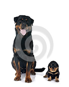 rottweilers in studio