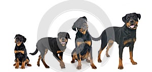 rottweilers in studio