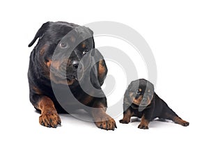 rottweilers in studio