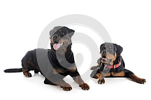 Rottweilers in studio
