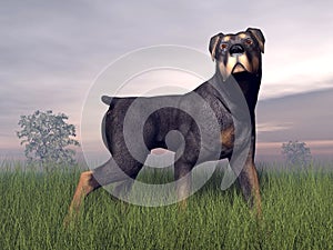 Rottweiller dog - 3D render