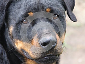 Rotweiler