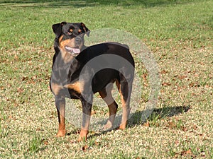 Rotweiler