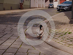 The Rouen duck is in Erfurt city street