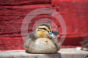 Rouen duck resting