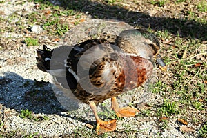 Rouen duck standing