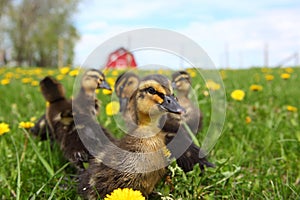 Rouen Ducklings