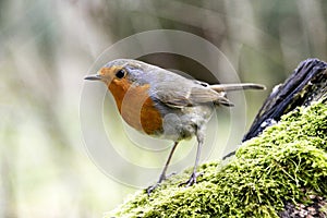 ROUGE GORGE erithacus rubecula