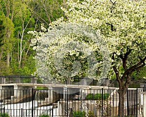 Rouge River Dam Rockford Mi