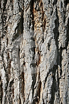 Rough bark