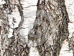 Rough bark on mature trunk of birch tree close up