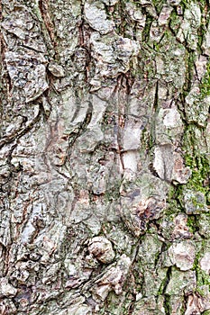 Rough bark on mature trunk of elm tree close up