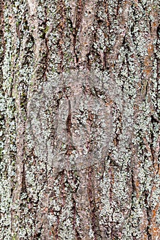 Rough bark on mature trunk of willow tree close up