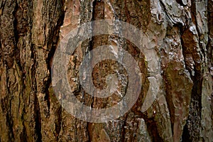 Rough bark of pine tree. Segmented surface of evergreen coniferous tree skin. Close up image.