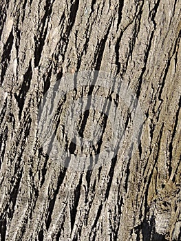Rough bark surface