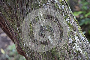 Rough Bark Textures on Tree