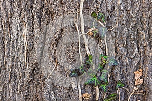 Rough bark of a tree with a gentle green leaf