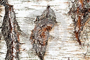 Rough bark of trunk on birch tree close up