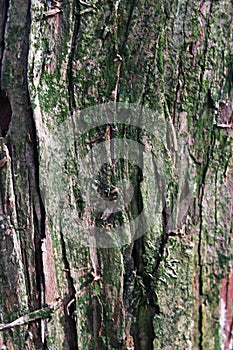 Rough bark wood texture of Caucasian Walnut tree, also called Caucasian Wingnut