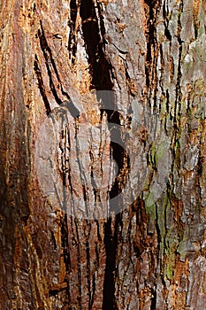 Rough bark wood texture of Giant Sequoia tree, latin name Sequoiadendron giganteum,