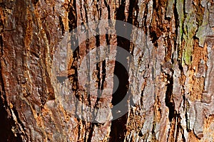 Rough bark wood texture of Giant Sequoia tree, latin name Sequoiadendron giganteum,