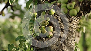 The rough barkcovered trunk of a sy apple tree with a gnarled branch bearing dozens of small green apples. The bark is photo