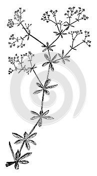 Rough Bedstraw vintage illustration