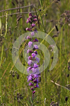 Rough Blazing Star  823484